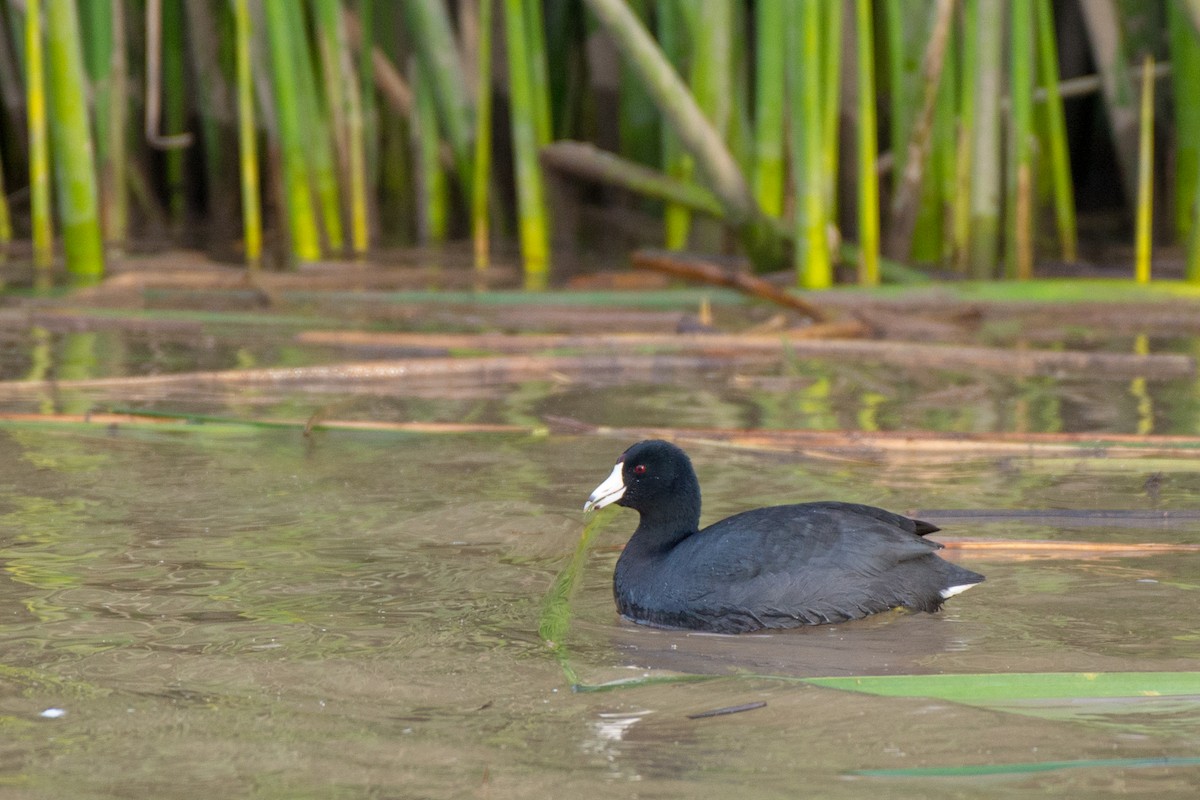 American Coot (Red-shielded) - ML191160591
