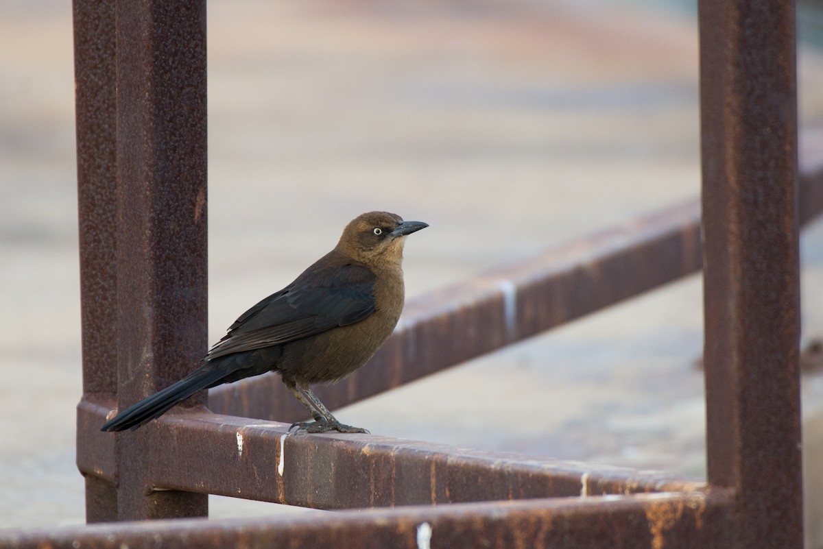 Great-tailed Grackle - ML191160651
