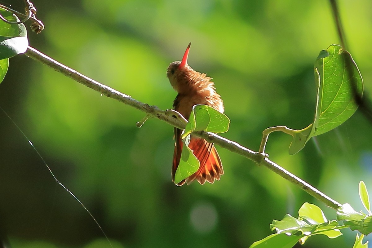 Cinnamon Hummingbird - ML191162821