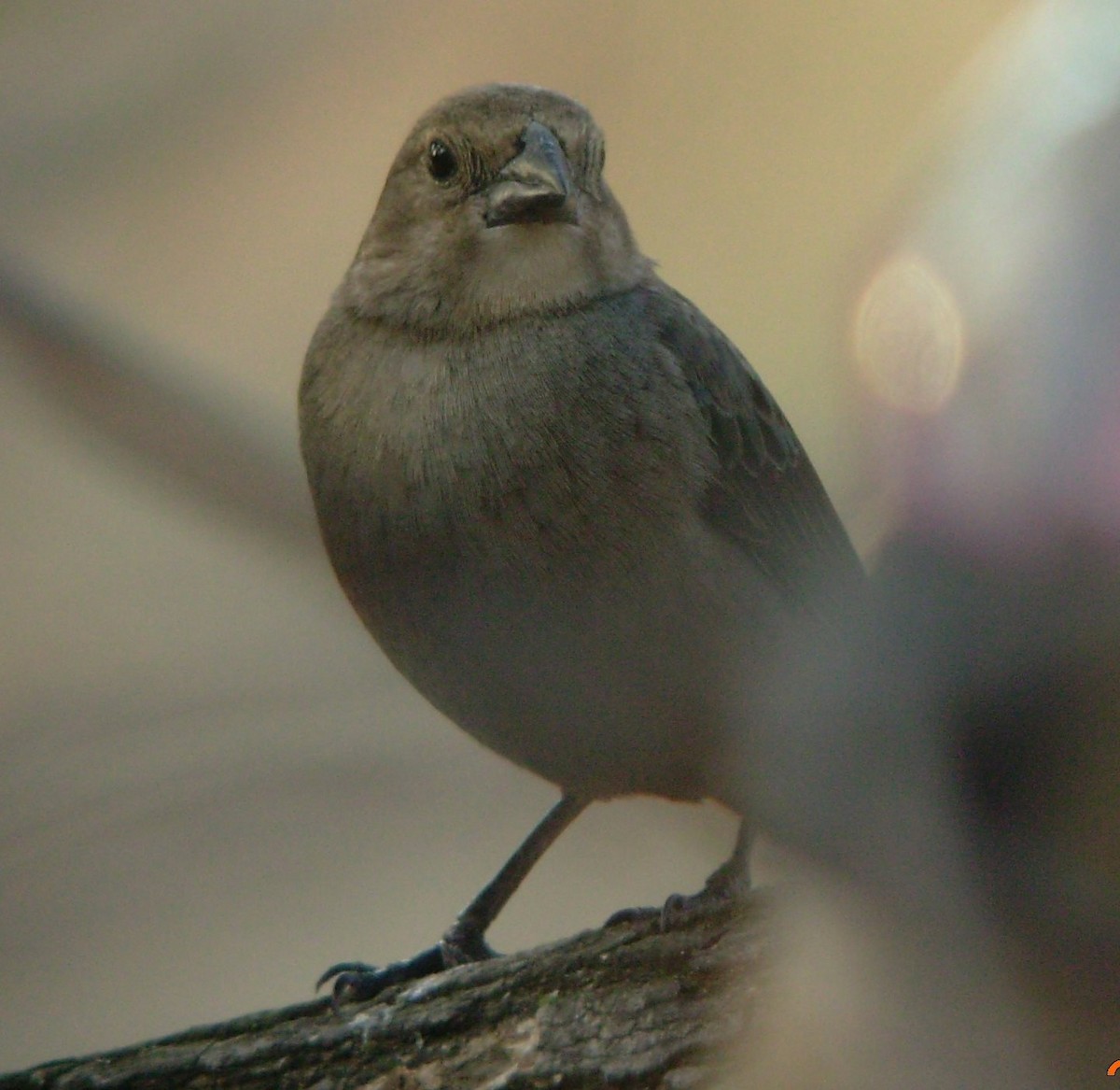 Brown-headed Cowbird - ML191163211