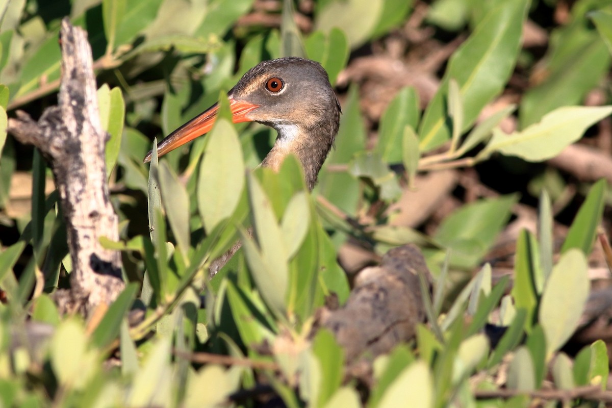 Mangrove Rail - ML191163551