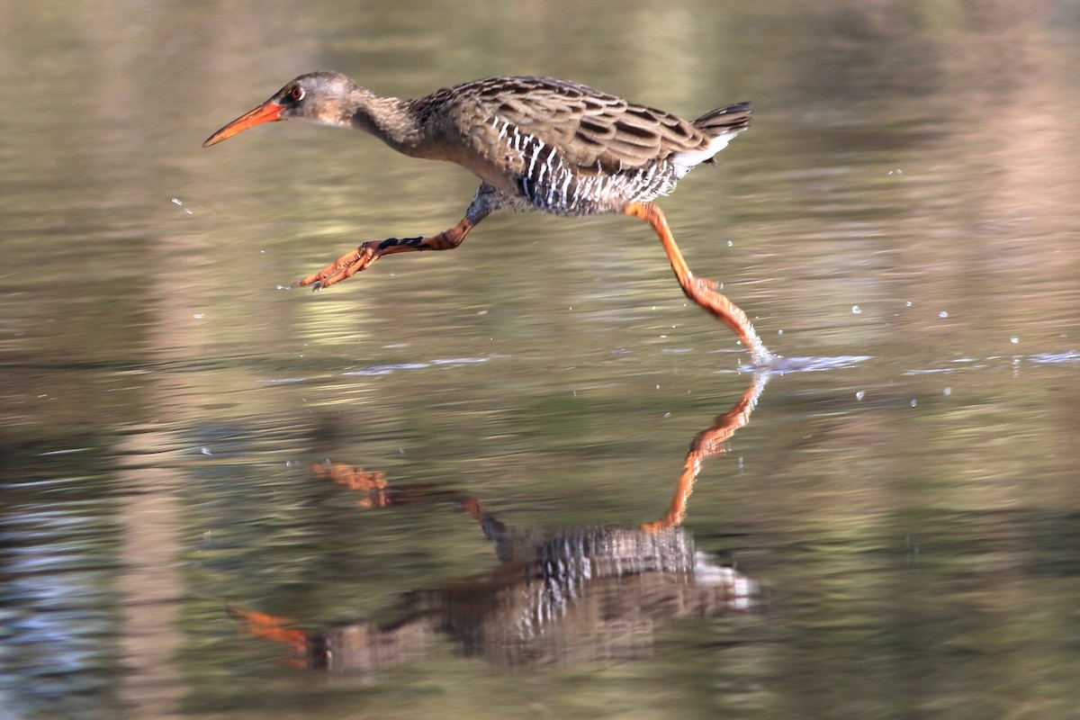 Mangrove Rail - ML191163571