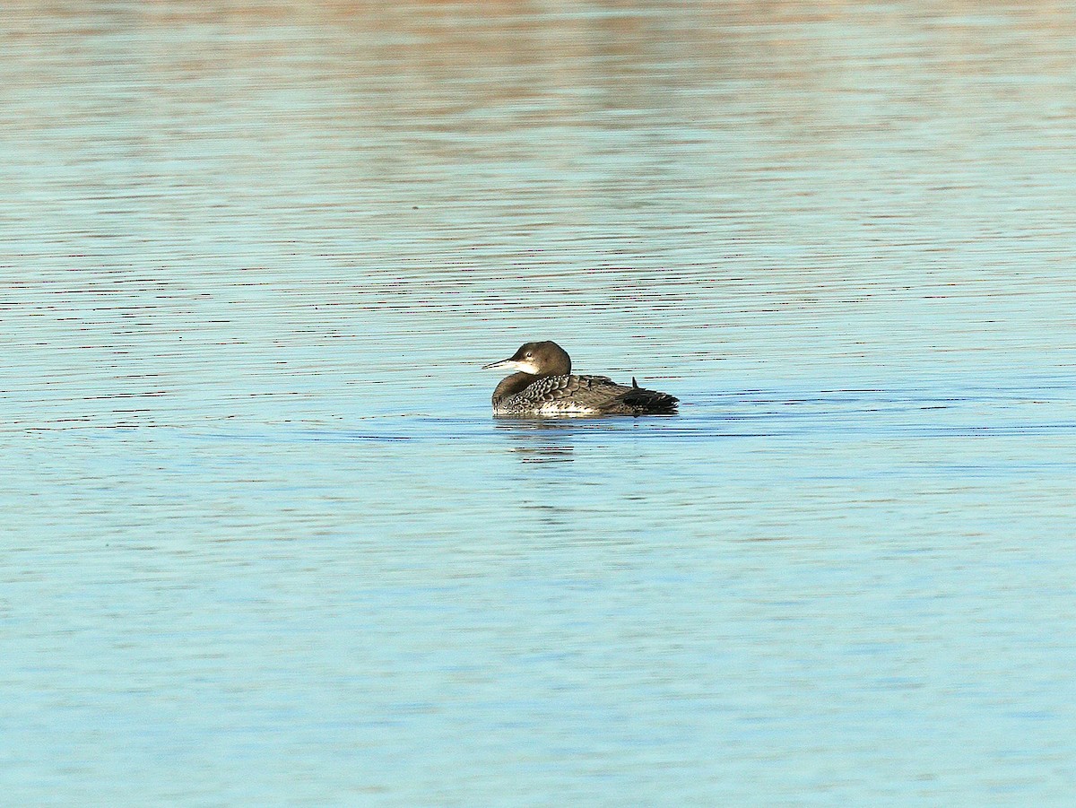 Common Loon - ML191164651