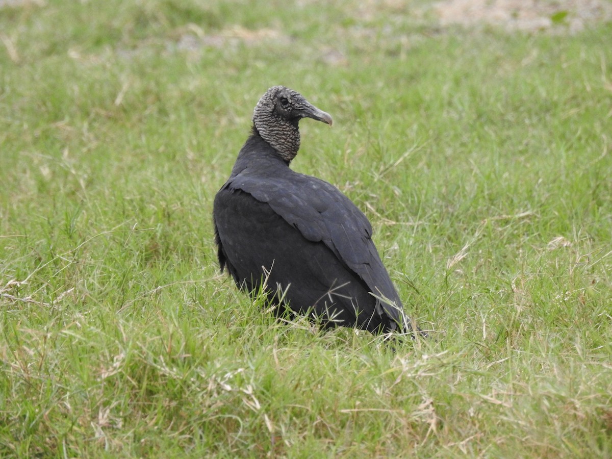 Black Vulture - Sean Higgins
