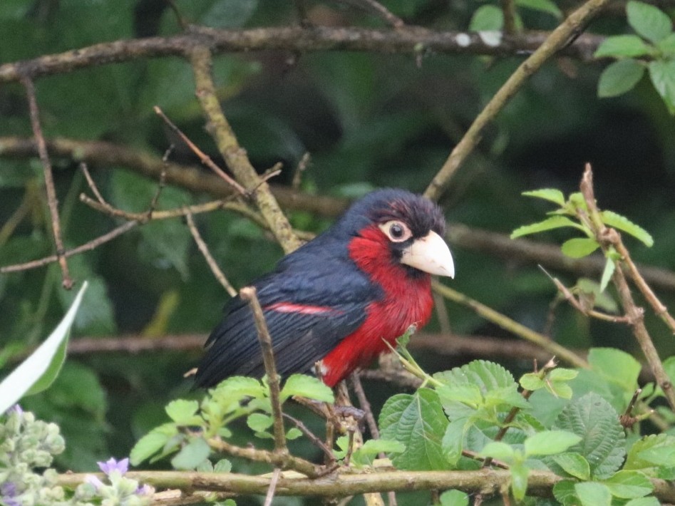 Double-toothed Barbet - Mustafa Adamjee