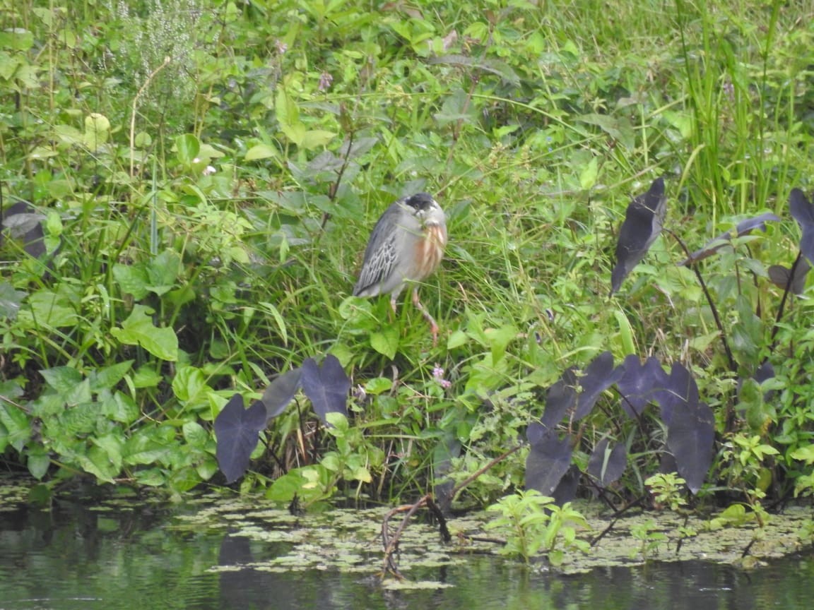 Black-crowned Night Heron - ML191166181