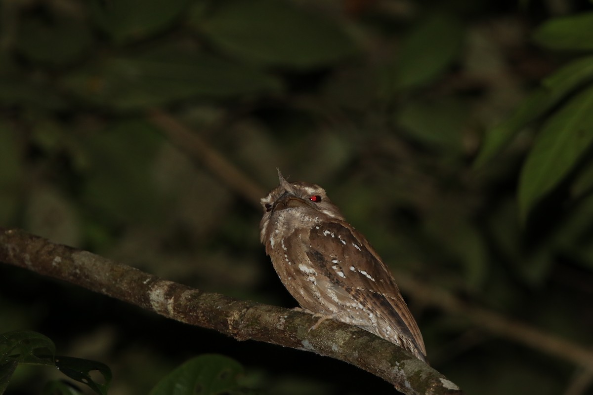 Marbled Frogmouth - Dick Jenkin