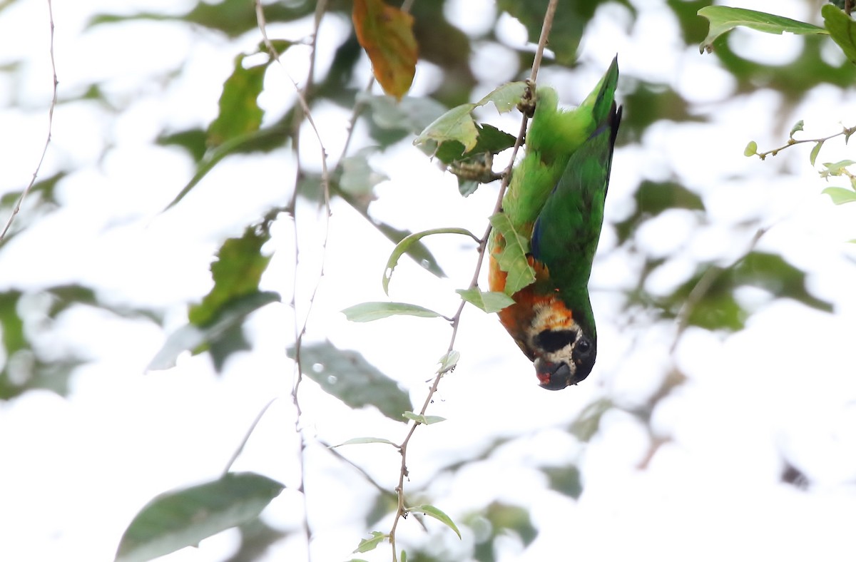 Dusky-cheeked Fig-Parrot - ML191167901