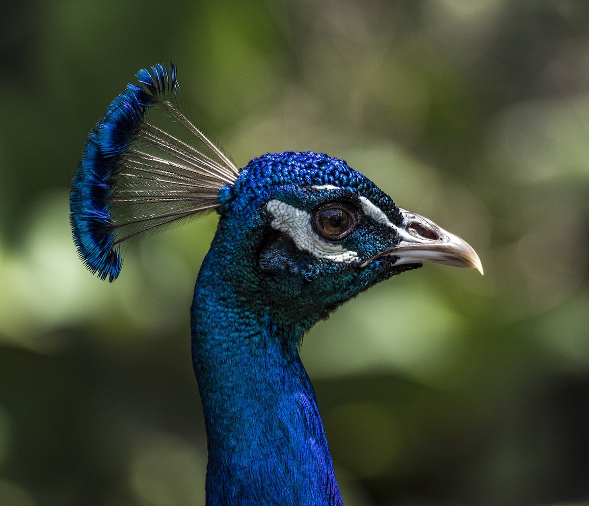 Indian Peafowl (Domestic type) - David Sinnott