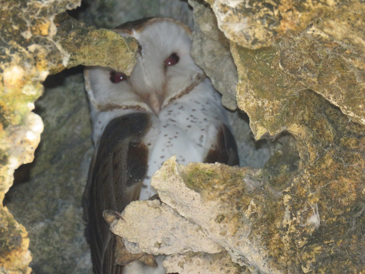 American Barn Owl (Curacao) - Peter-Paul Schets