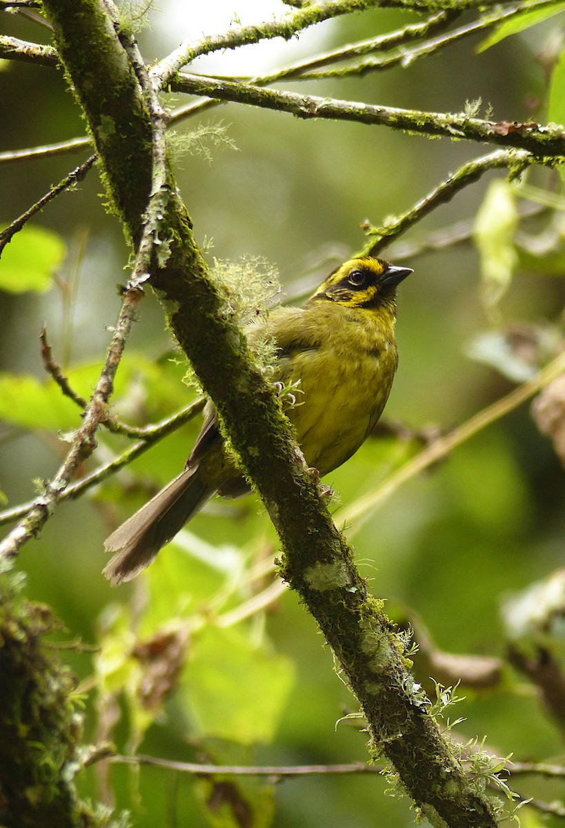 Yellow-striped Brushfinch - Julien Birard