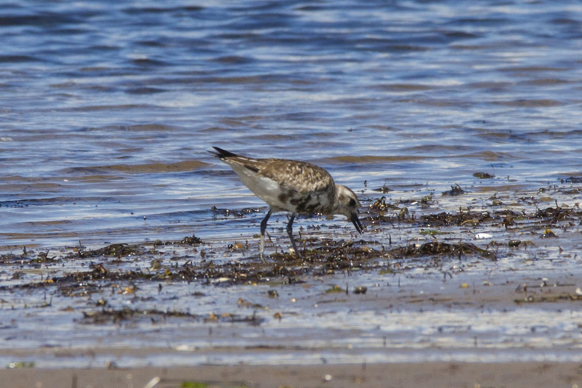 Black-bellied Plover - ML191177991