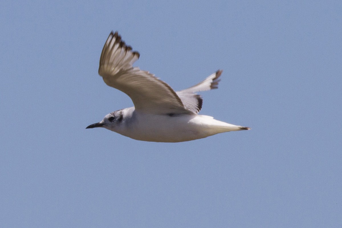 Bonaparte's Gull - ML191178031