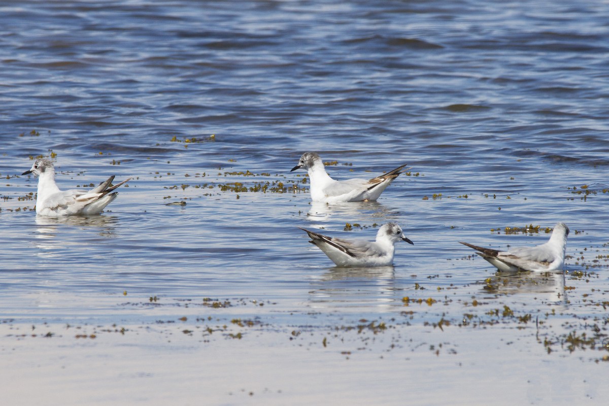 Bonaparte's Gull - ML191178051