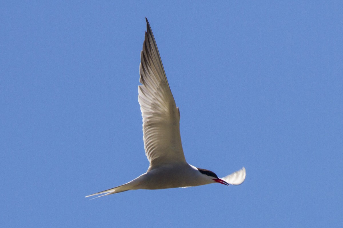 Common Tern - ML191178081