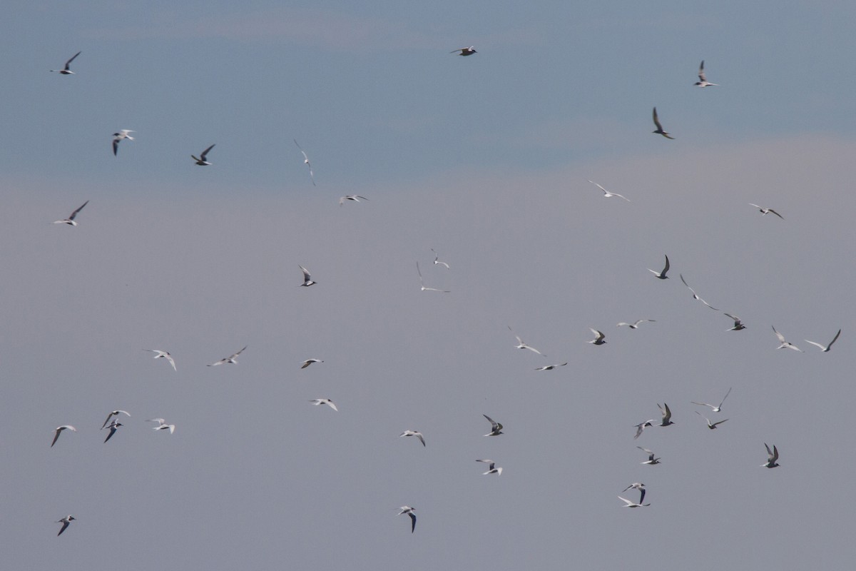 Common Tern - ML191178111