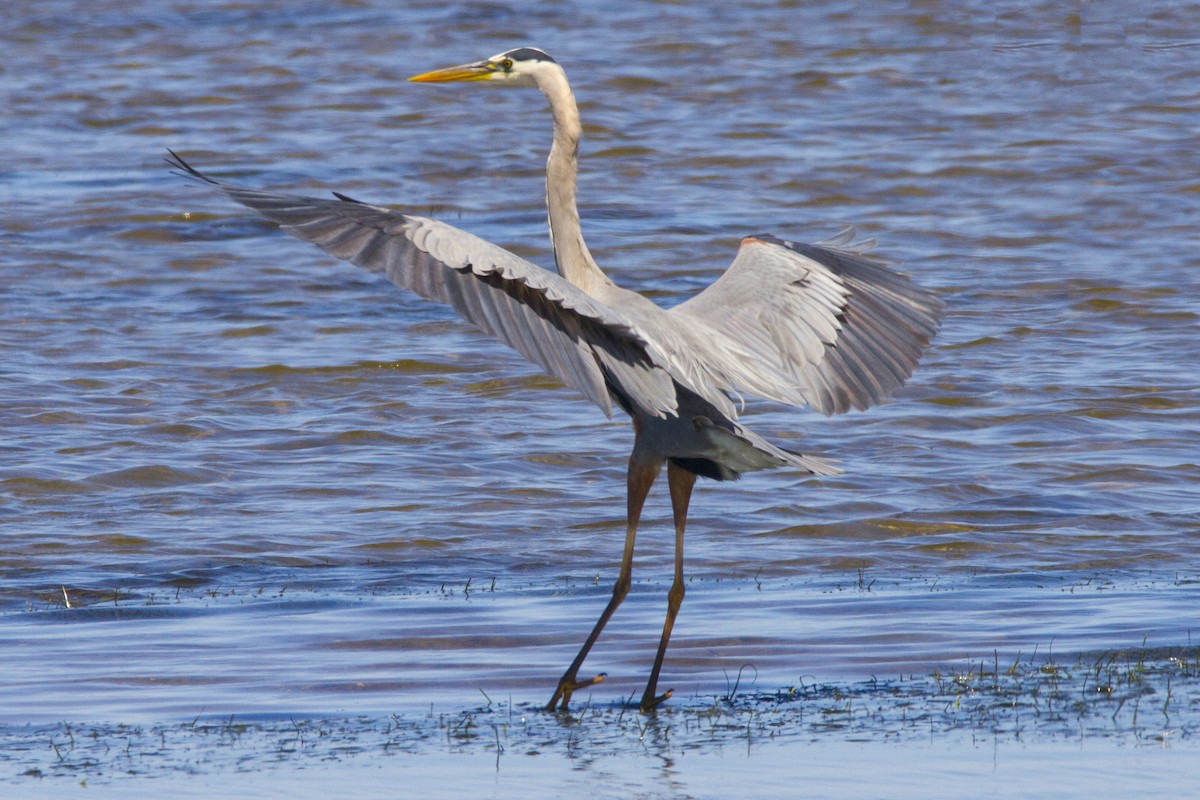 Great Blue Heron - ML191178151