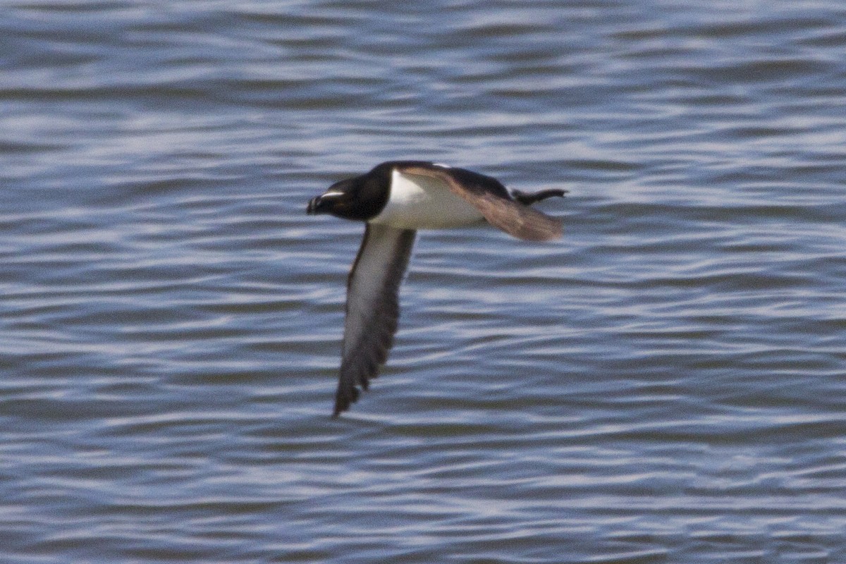 Razorbill - ML191178181