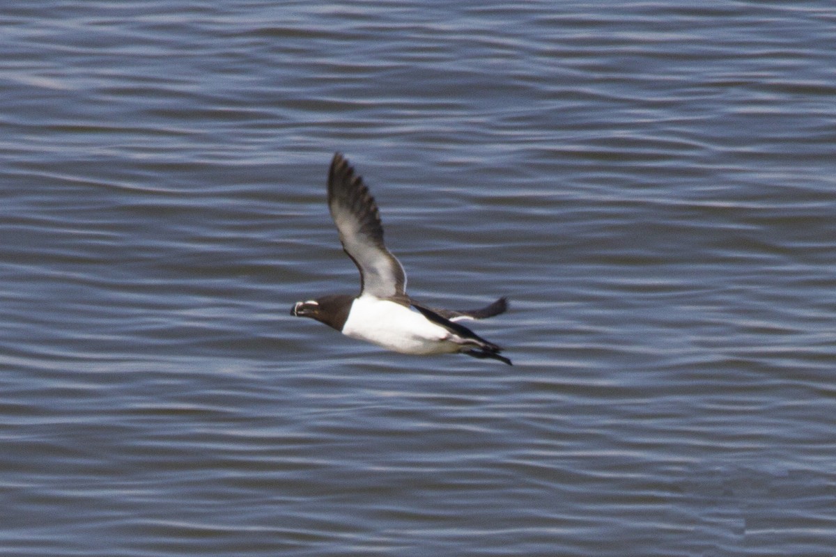 Razorbill - ML191178191