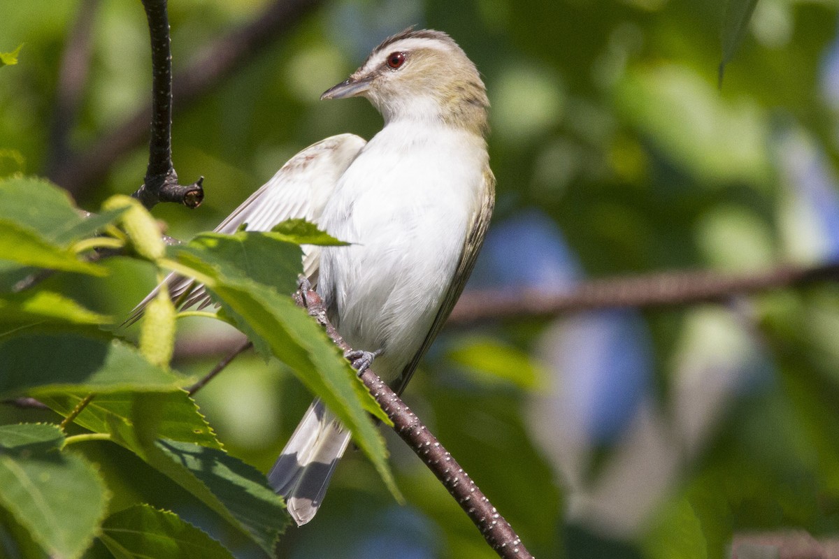 rødøyevireo - ML191178781