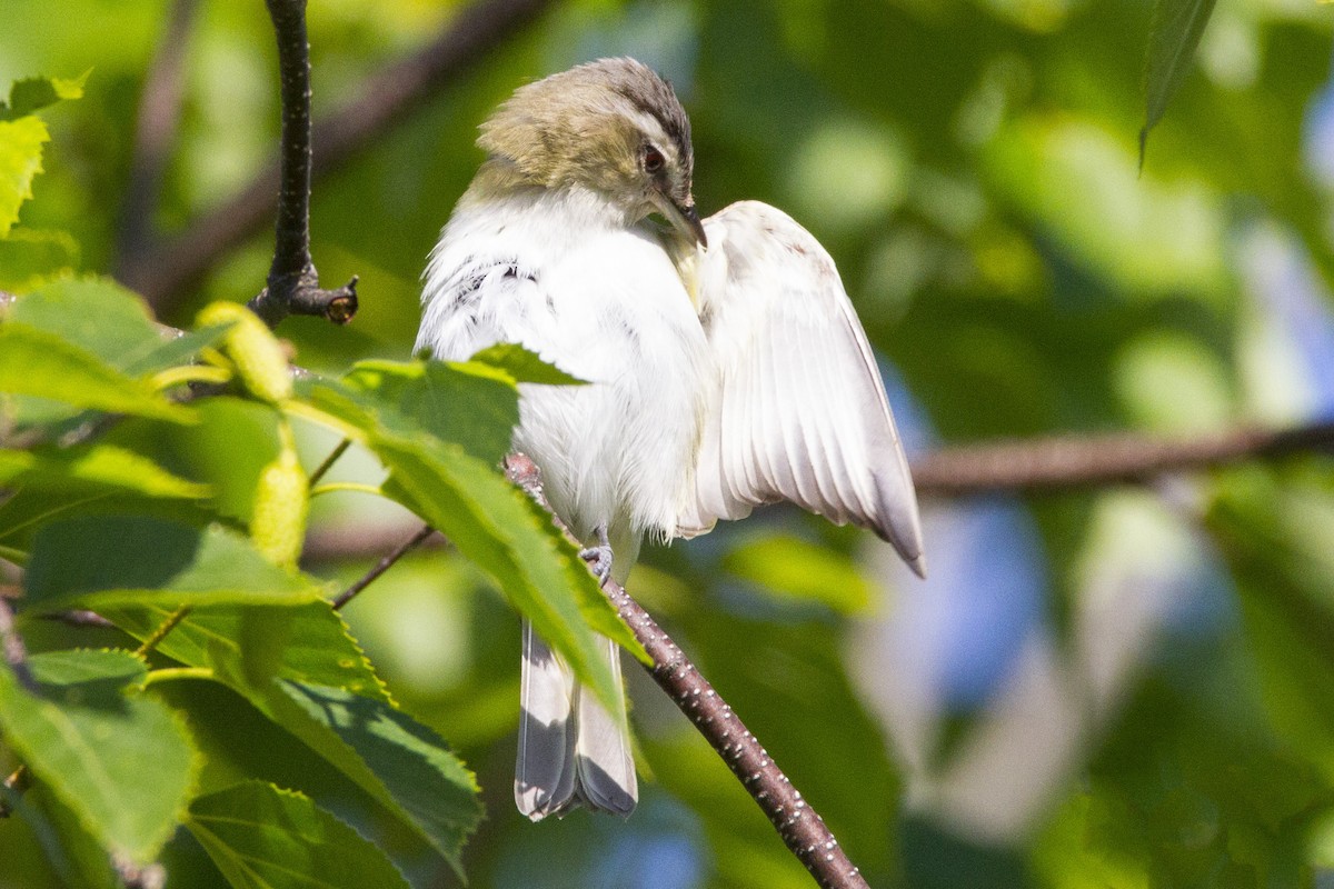 rødøyevireo - ML191178791