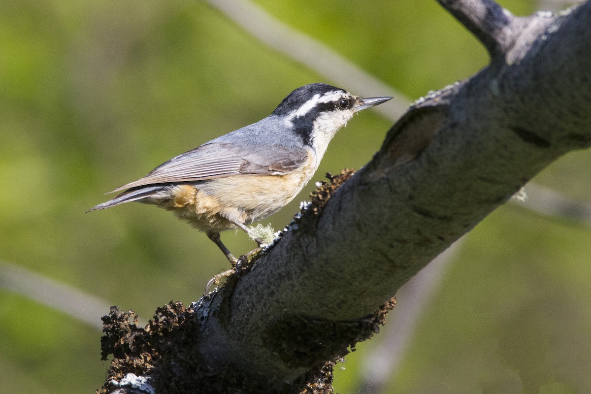 Trepador Canadiense - ML191179141