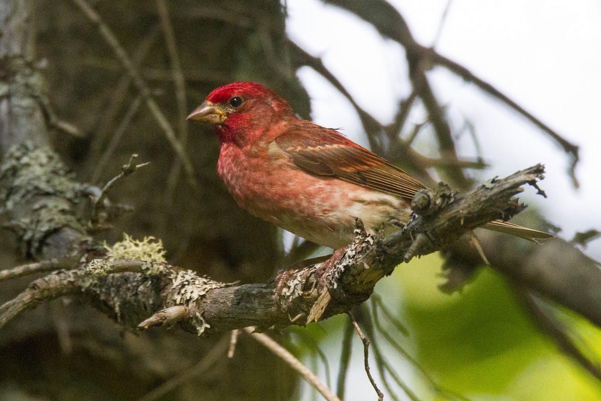 Purple Finch - ML191179171