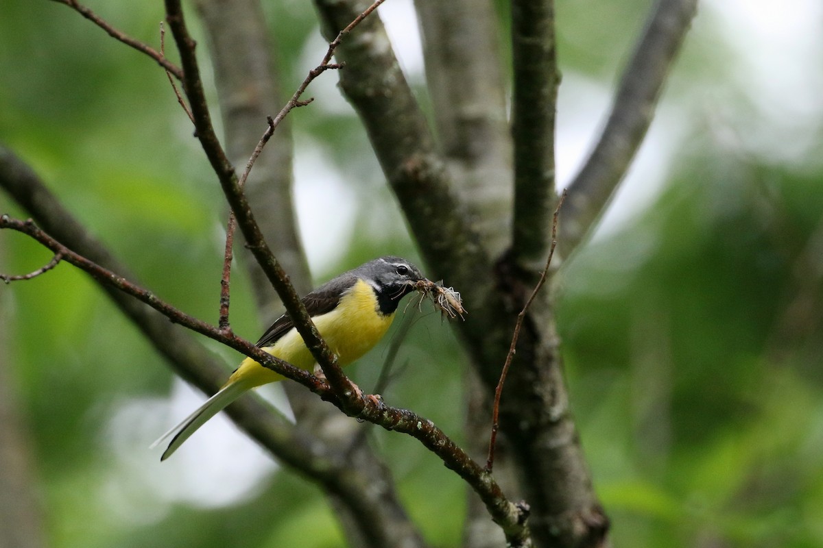 Gray Wagtail - Atsushi Shimazaki