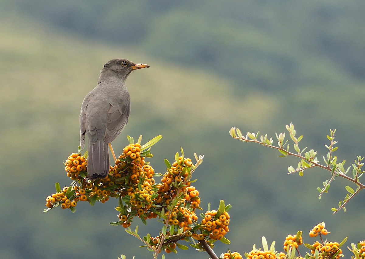 Chiguanco Thrush - ML191180181