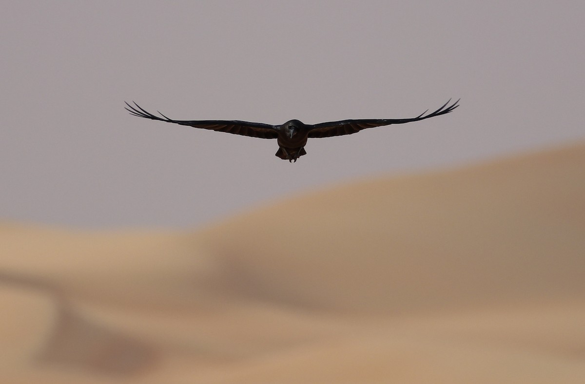 Brown-necked Raven - ML191180221