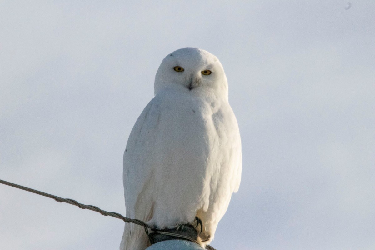 Snowy Owl - Andrew whitham