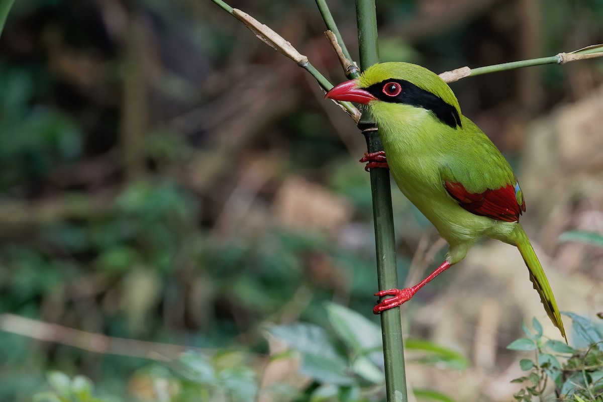 Indochinese Green-Magpie - ML191181621