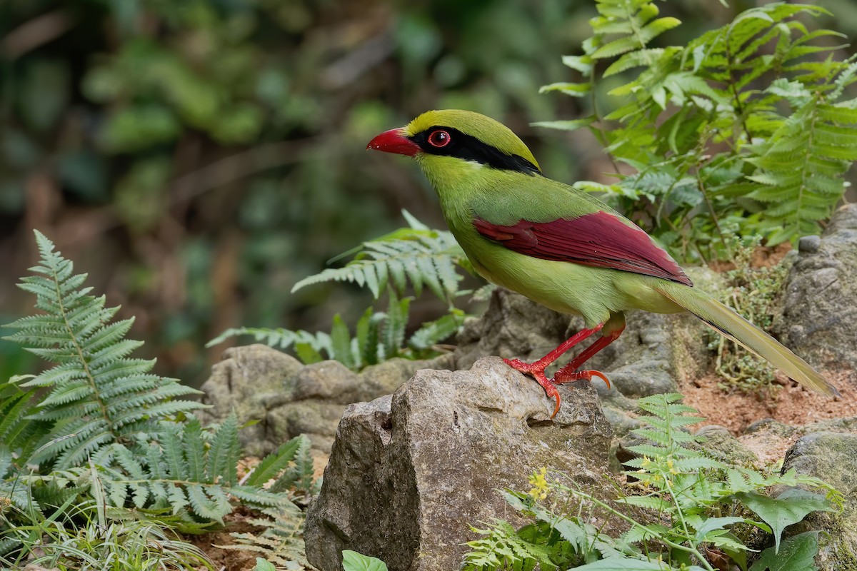 Indochinese Green-Magpie - ML191181631