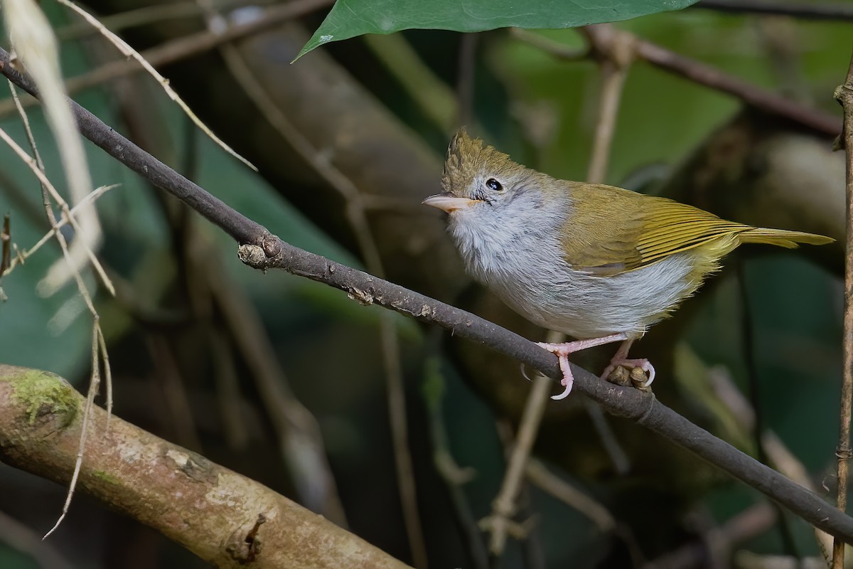 White-bellied Erpornis - Vincent Wang