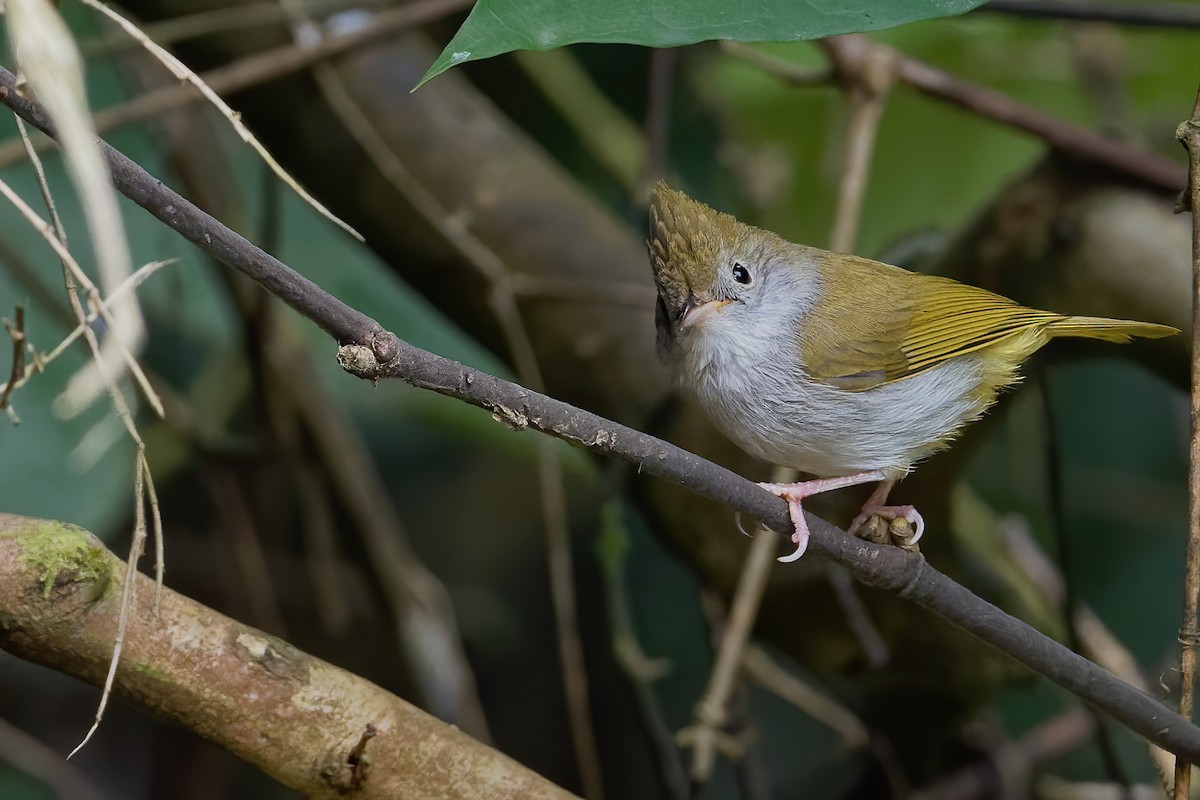 White-bellied Erpornis - ML191181851