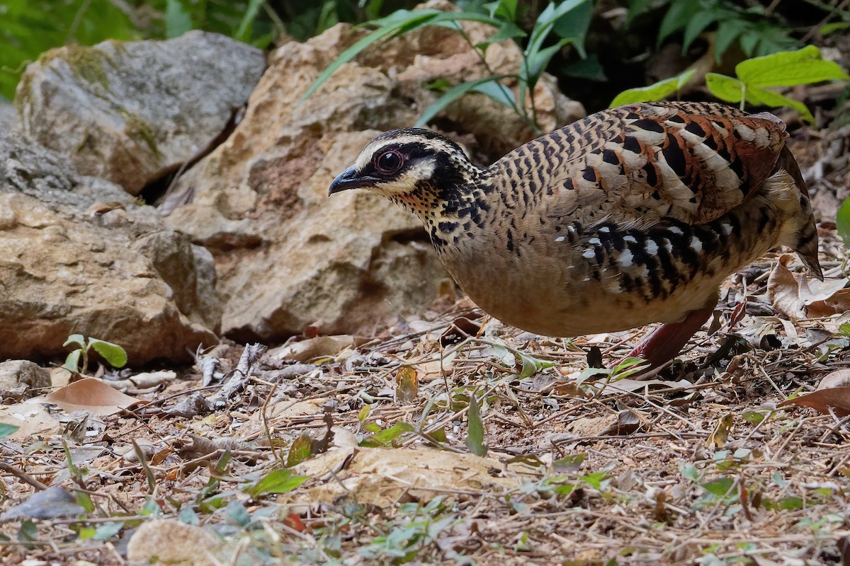 Bar-backed Partridge - Vincent Wang