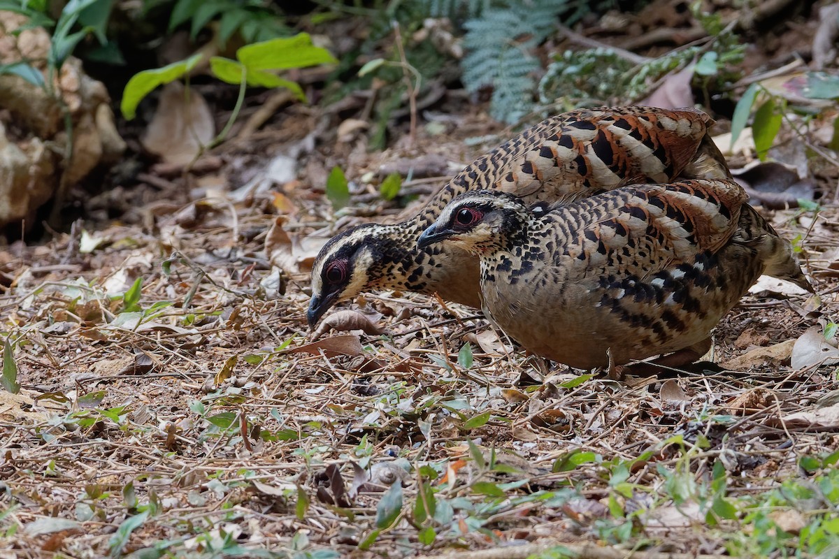 Bar-backed Partridge - Vincent Wang