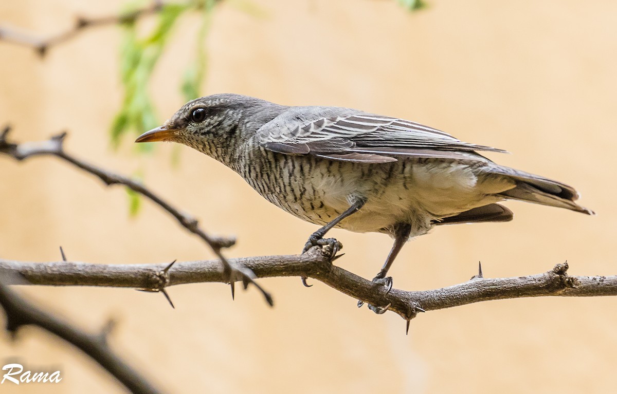 Black-headed Cuckooshrike - ML191182391