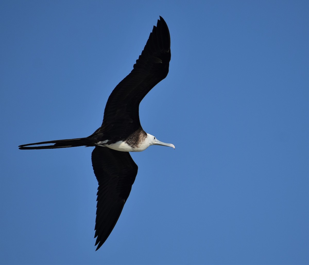 Magnificent Frigatebird - ML191182401