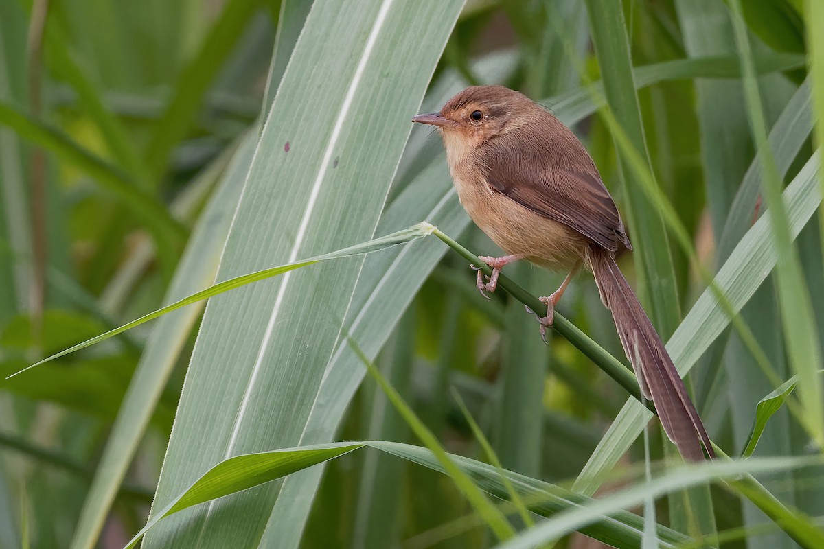 Plain Prinia - ML191182431