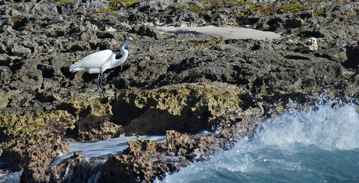 Great Egret - ML191182451