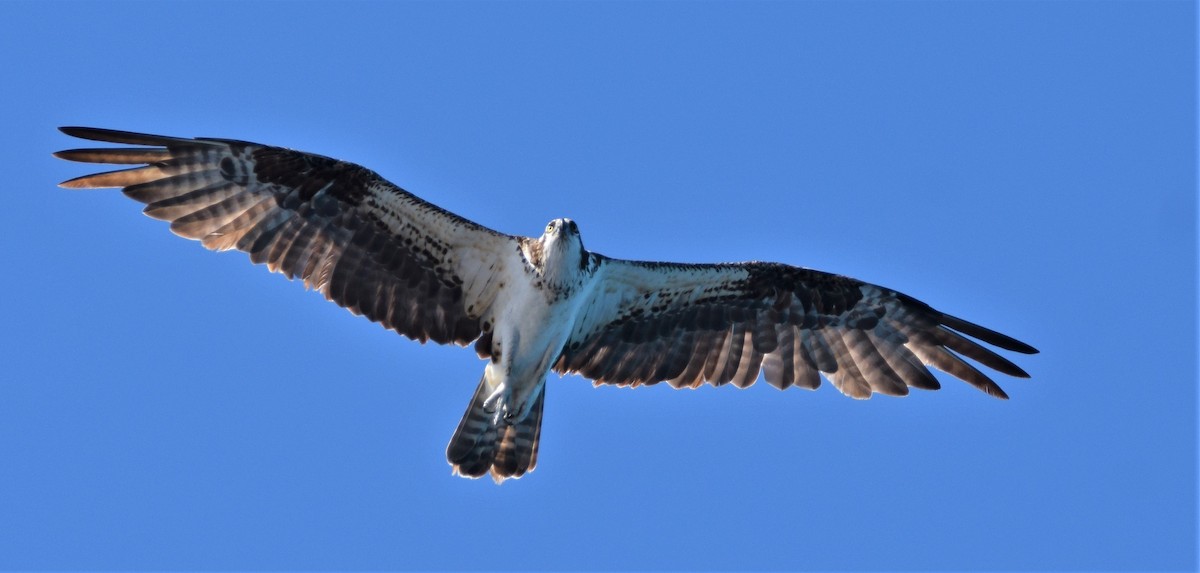 Águila Pescadora - ML191182481