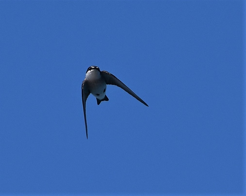 Hirondelle des mangroves - ML191182541