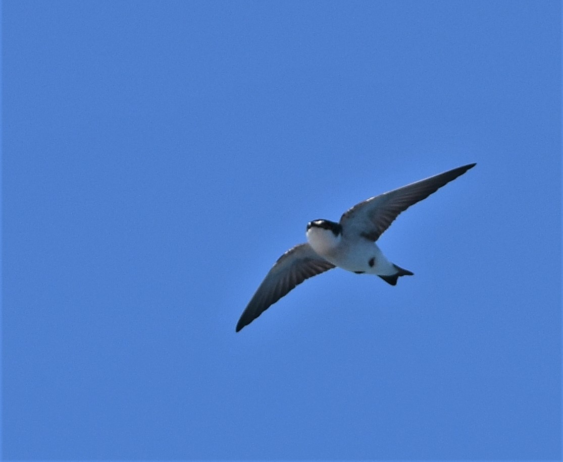 Hirondelle des mangroves - ML191182551