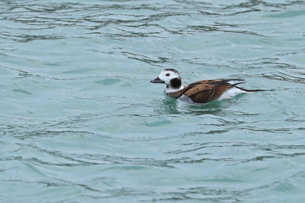 Long-tailed Duck - Leland Shaum