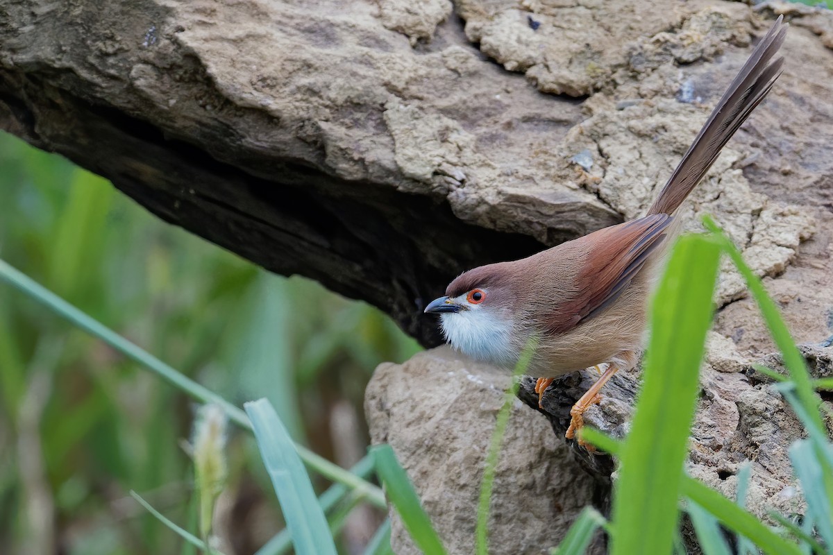 Yellow-eyed Babbler - ML191182731