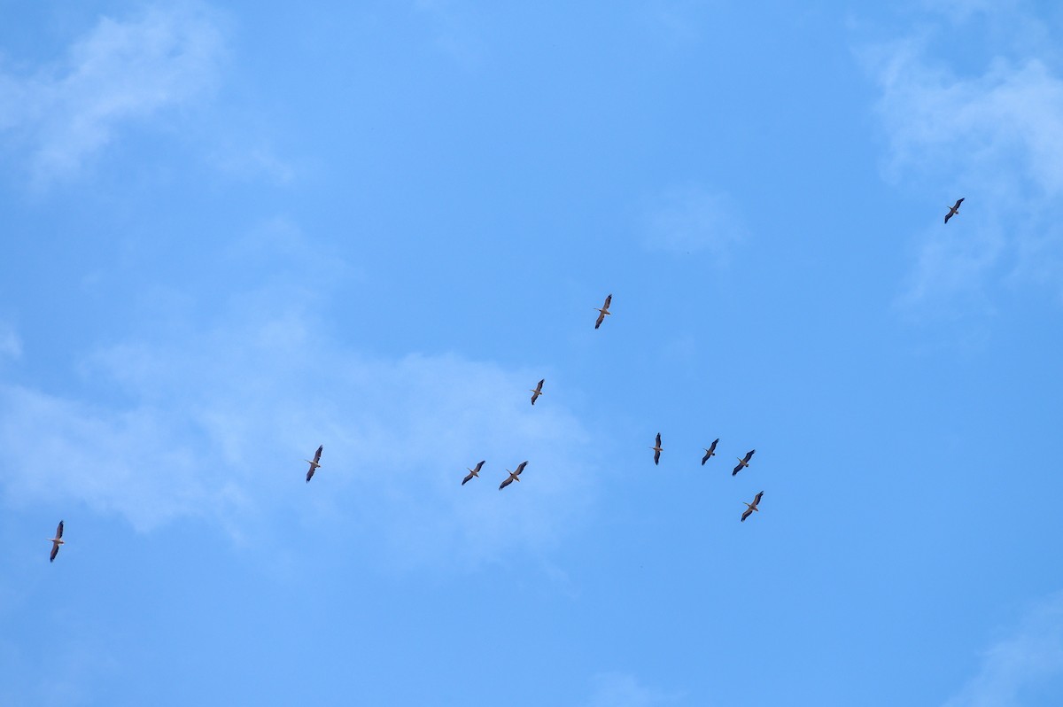 Great White Pelican - ML191182951
