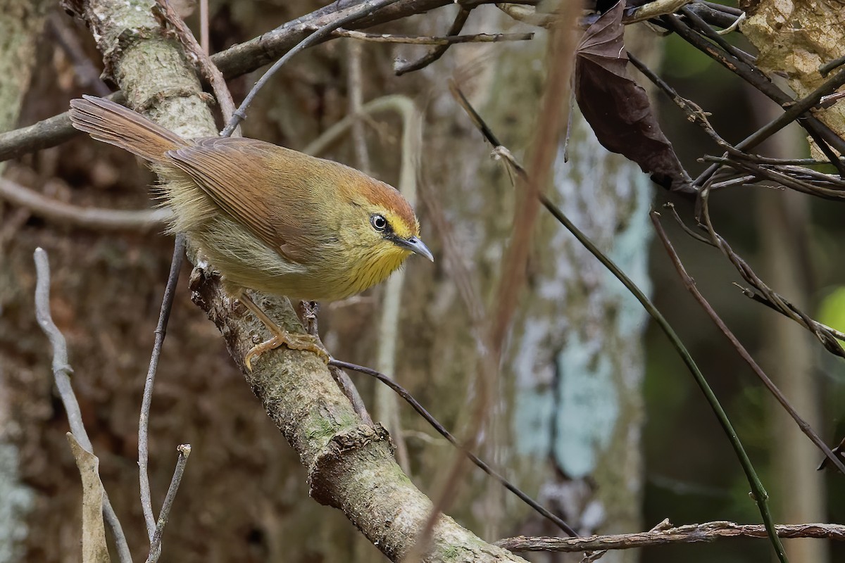 Pin-striped Tit-Babbler - ML191183231