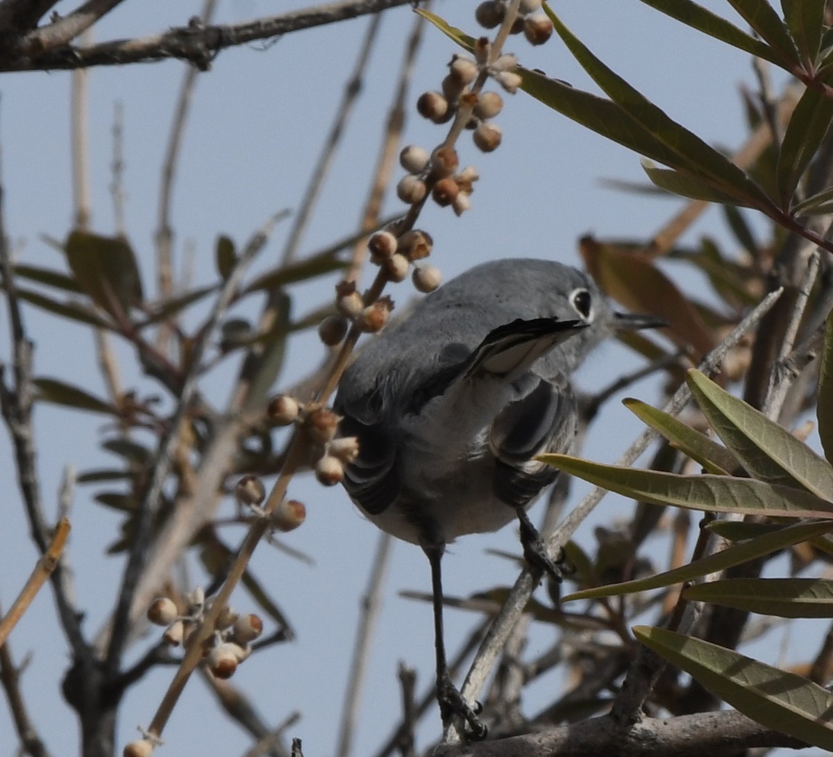 Gobemoucheron gris-bleu - ML191184121