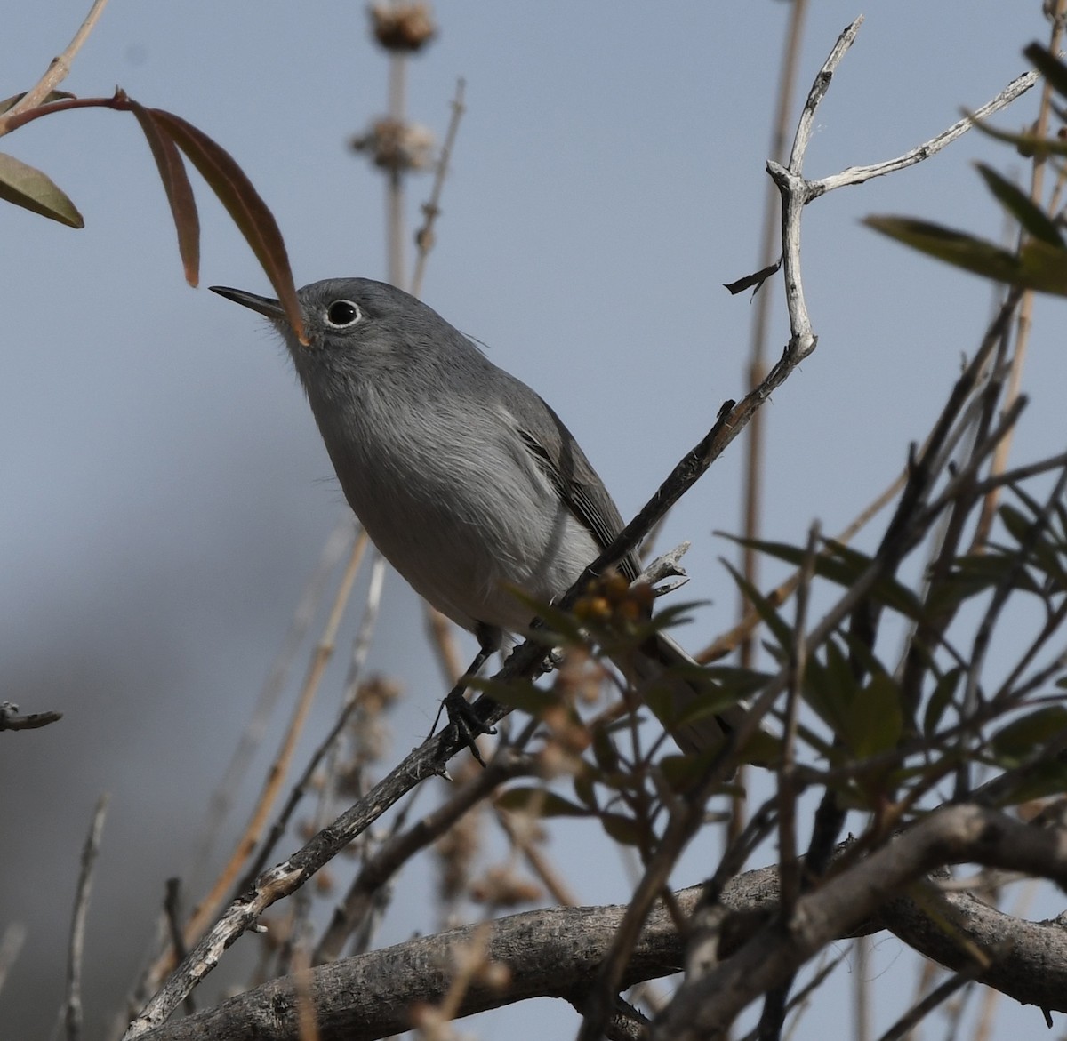 Gobemoucheron gris-bleu - ML191184141